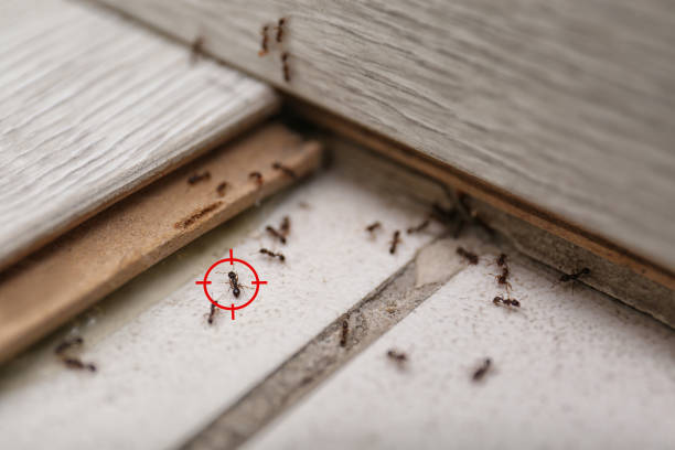 Best Residential Pest Control  in Akron, IA