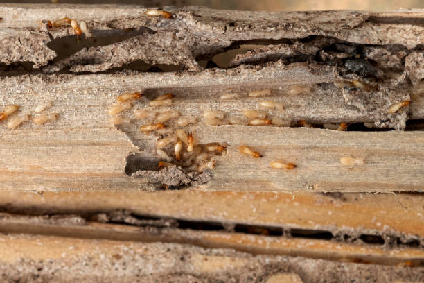Best Best Pest Control Companies  in Akron, IA