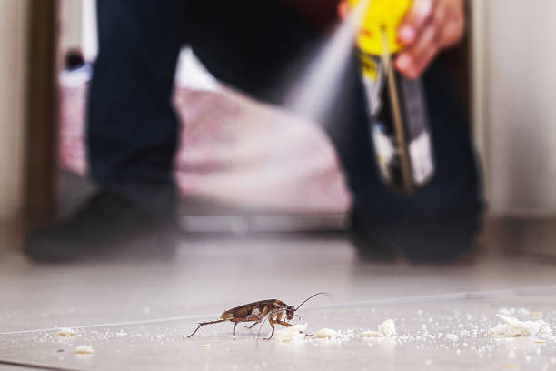 Best Termite Control Services  in Akron, IA
